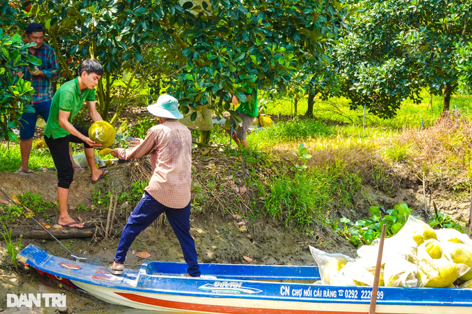 Kỹ sư 10X giúp cha mẹ kiếm nửa tỷ mỗi năm nhờ trồng mít ruột đỏ - 4