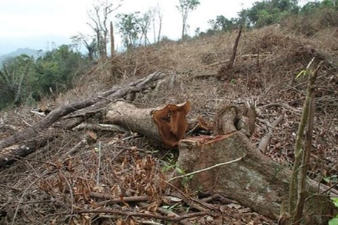 Phá rừng, 4 người dân bị xử phạt 625 triệu đồng - 1
