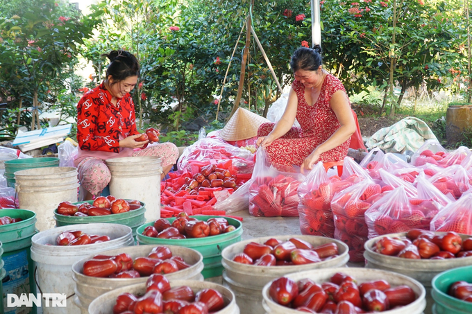 Bỏ công việc lương cao về quê trồng mận, bất ngờ thu nhập nhân đôi - 2