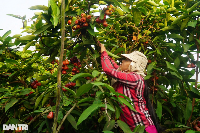 Bỏ công việc lương cao về quê trồng mận, bất ngờ thu nhập nhân đôi - 1