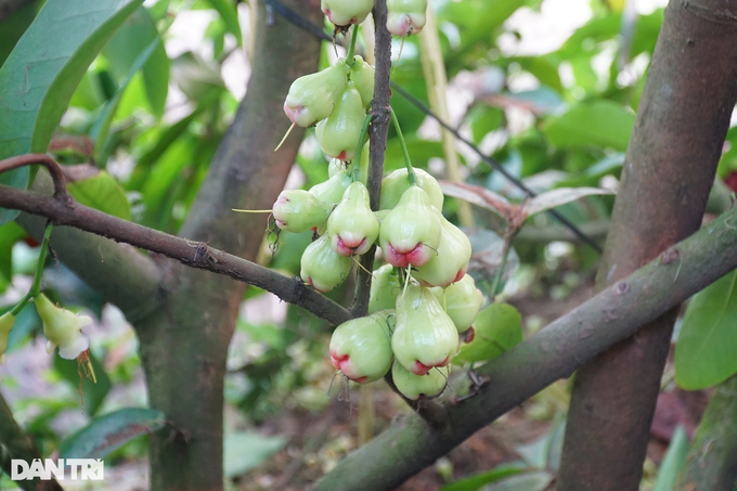 Bỏ công việc lương cao về quê trồng mận, bất ngờ thu nhập nhân đôi - 4