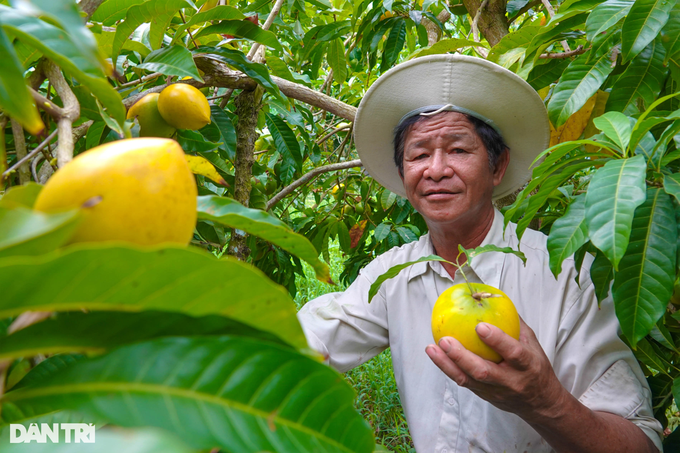 Trồng chơi vú sữa hoàng kim, không ngờ ăn thiệt, thu lãi trăm triệu - 1