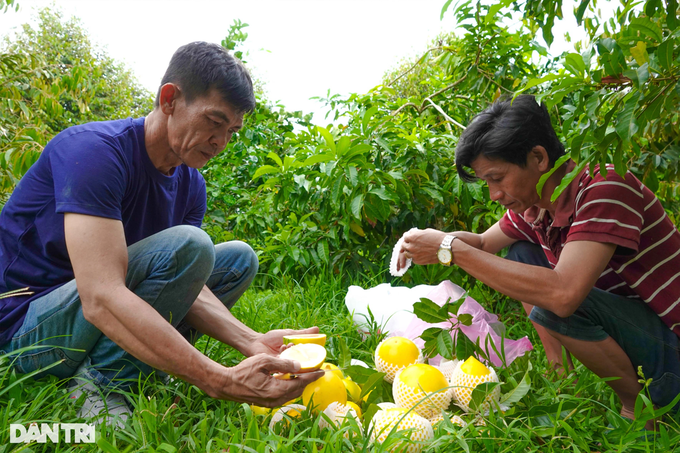 Trồng chơi vú sữa hoàng kim, không ngờ ăn thiệt, thu lãi trăm triệu - 4