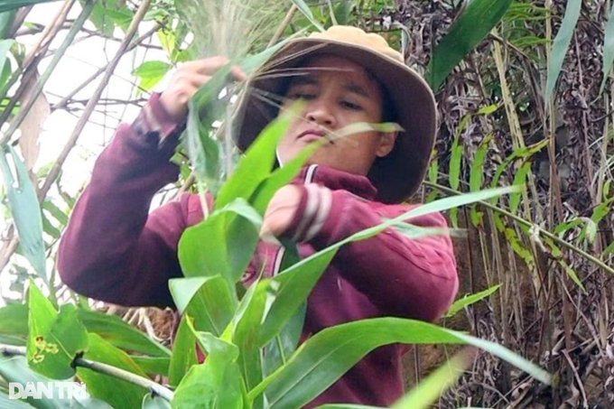 Harvest season in the mountains of Quang province - 3