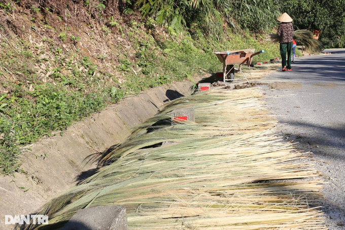 Harvest season in the mountainous region of Quang - 5