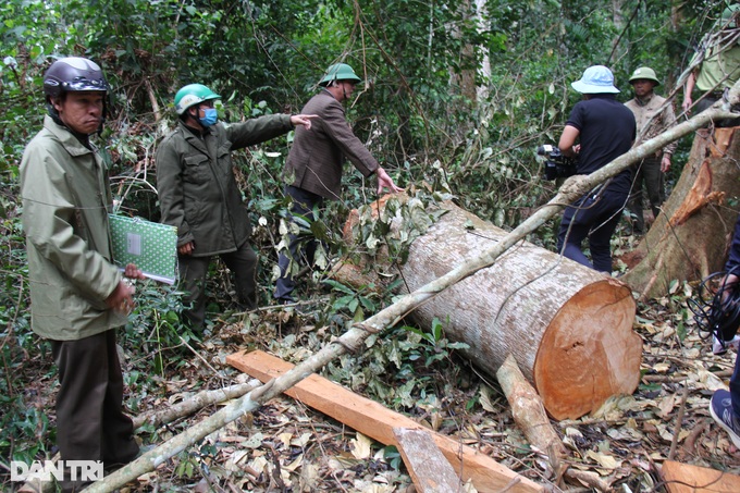 Gia Lai: Nhiều cây lớn bị lâm tặc chặt phá hơn 1 năm chủ rừng mới biết - 1