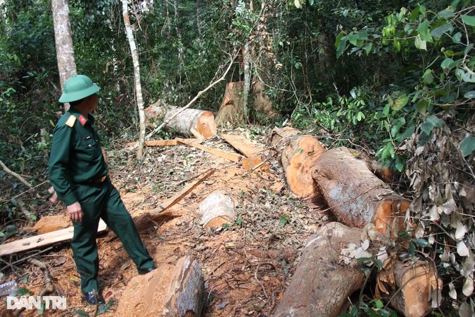 Gia Lai: Nhiều cây lớn bị lâm tặc chặt phá hơn 1 năm chủ rừng mới biết - 4