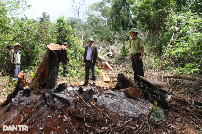 Gia Lai: Nhiều cây lớn bị lâm tặc chặt phá hơn 1 năm chủ rừng mới biết - 3