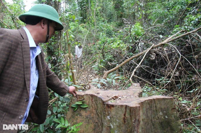 Gia Lai: Nhiều cây lớn bị lâm tặc chặt phá hơn 1 năm chủ rừng mới biết - 2
