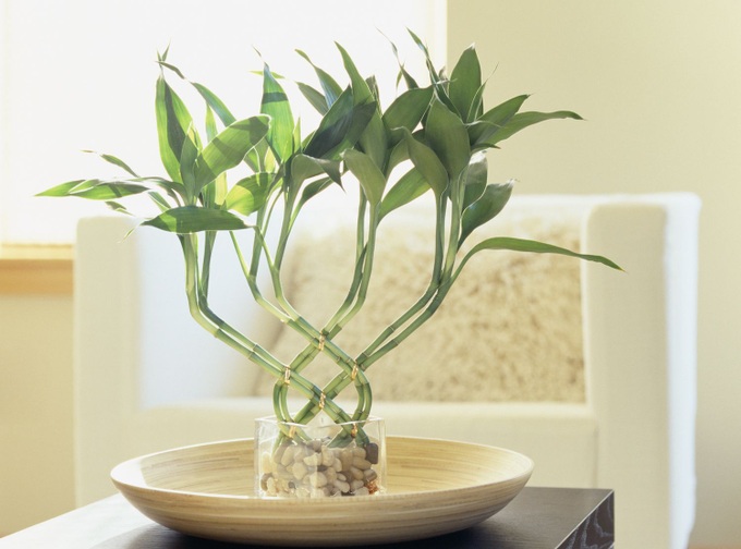8 loại cây phong thủy mang đến tài lộc, may mắn trong năm nay - 6 8 loại cây phong thủy mang đến tài lộc, may mắn trong năm nay - 6