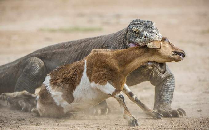 Dragón de Komodo persigue a cabra joven, la devora en un momento - 1