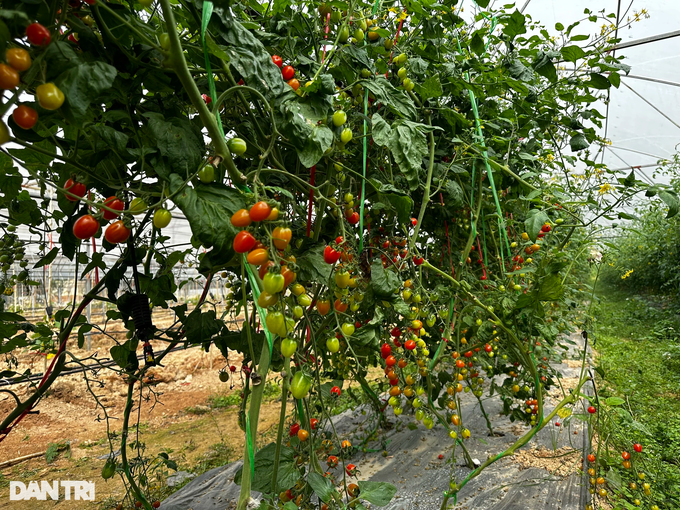 Chàng trai trẻ bôn ba nhiều nước, về quê bắt vùng đất hoang hóa đẻ tiền - 5