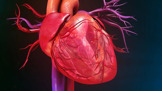 Những thông tin quan trọng nào về trái tim 3D cần biết?