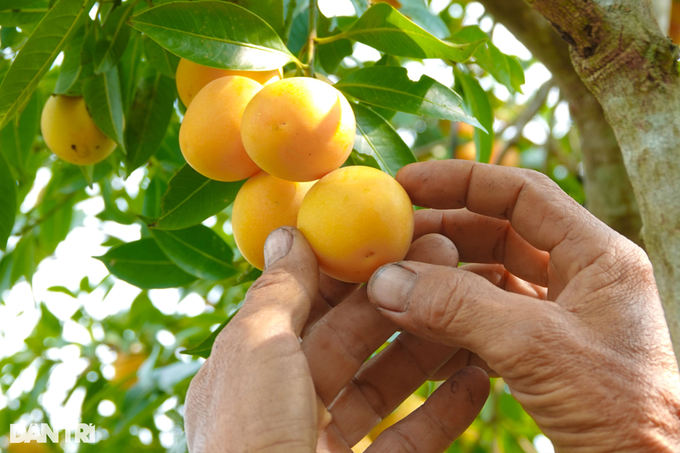 Lão nông sống khỏe, đút túi hàng trăm triệu đồng nhờ trồng thanh trà ngọt - 2