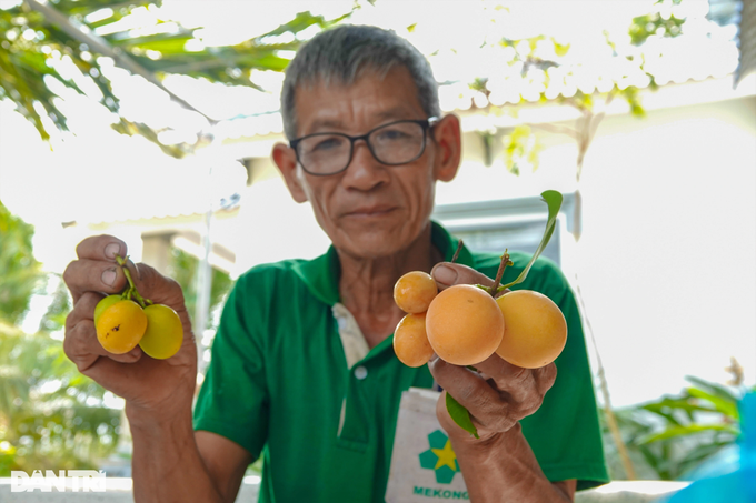 Lão nông sống khỏe, đút túi hàng trăm triệu đồng nhờ trồng thanh trà ngọt - 3