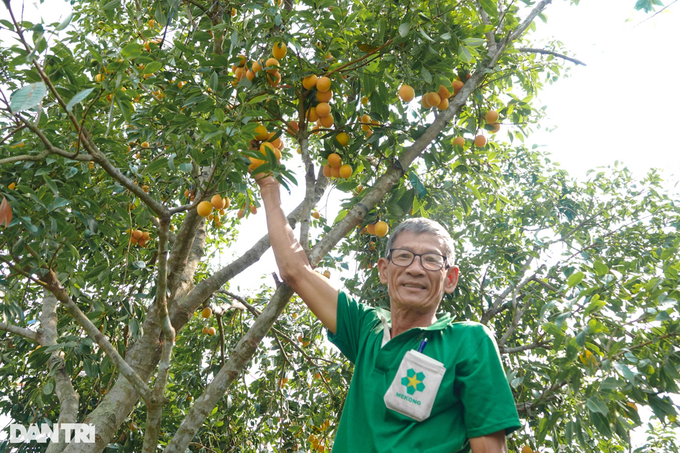 Lão nông sống khỏe, đút túi hàng trăm triệu đồng nhờ trồng thanh trà ngọt - 1