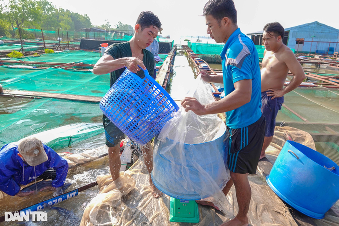 Cô giáo mầm non nghỉ việc về nuôi thủy quái sông Mekong - 4