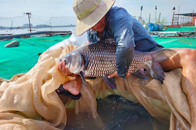 Cô giáo mầm non nghỉ việc về nuôi thủy quái sông Mekong - 1