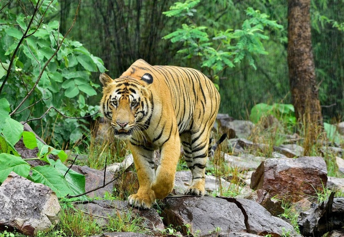 Hổ Bengal là loài động vật biểu trưng cho Ấn Độ và Bangladesh (Ảnh: BRT).