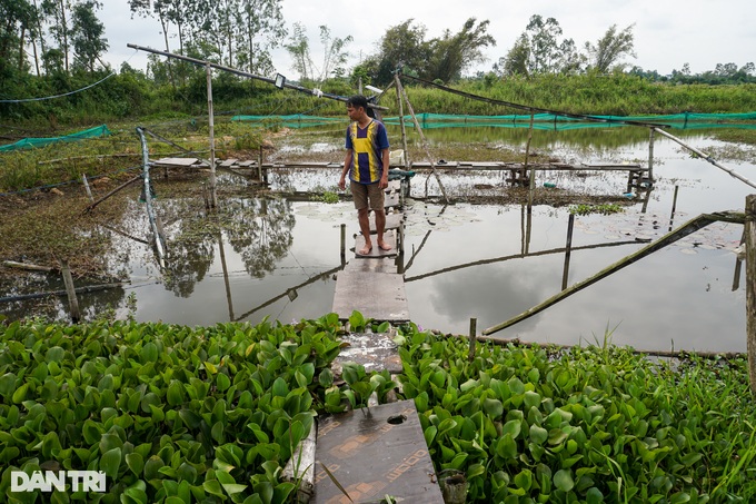 Anh nông dân nuôi vàng đen, ăn khỏe lại đẻ vàng trắng - 5