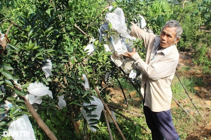 Khai tử cây keo, trồng bưởi da xanh, nông dân Bình Định thành tỷ phú - 3