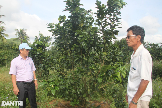 Khai tử cây keo, trồng bưởi da xanh, nông dân Bình Định thành tỷ phú - 2