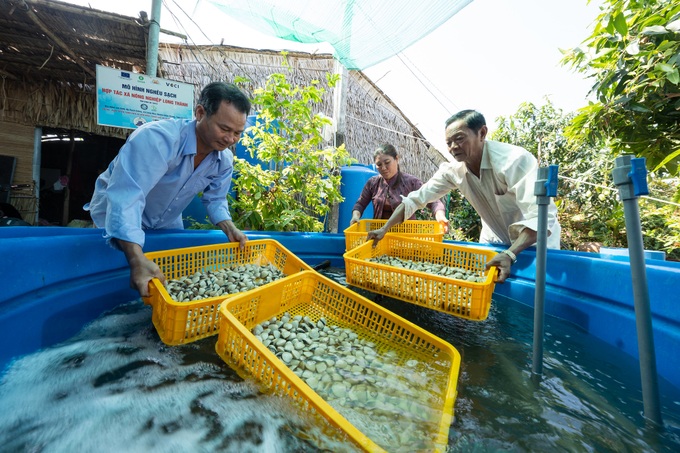 Người nuôi nghêu kể chuyện hét giá mà bất ngờ bán sạch trong một buổi - 3