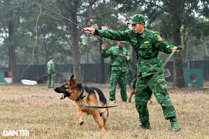 Những tiêu chí khắt khe trong tuyển chọn chó nghiệp vụ biên phòng - 2 Những tiêu chí khắt khe trong tuyển chọn chó nghiệp vụ biên phòng - 2