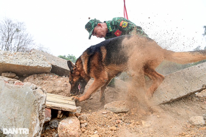 Những tiêu chí khắt khe trong tuyển chọn chó nghiệp vụ biên phòng - 4 Những tiêu chí khắt khe trong tuyển chọn chó nghiệp vụ biên phòng - 4