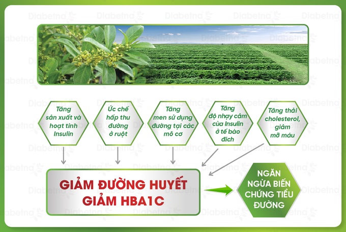 Thuốc Diabetna có thành phần gì?
