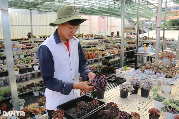 Leaving the city to return to his hometown to grow succulents, Dak Nong boy earns hundreds of millions a month - 2