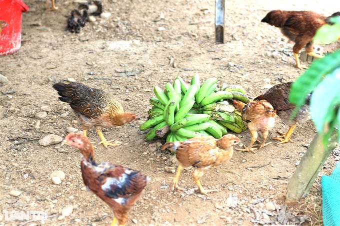 Father and son join forces to get rich, turn hills and bomb craters into organic farms - 2