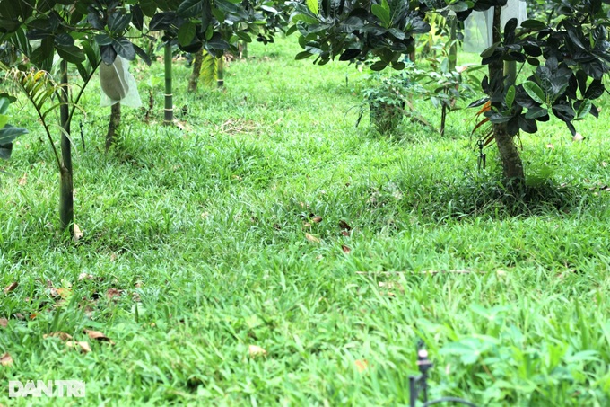 Father and son join forces to get rich, turn hills and bomb craters into organic farms - 4