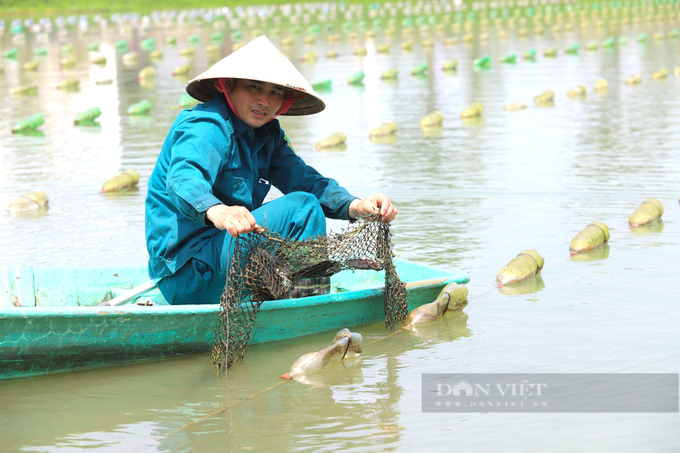 Nuôi trai lấy ngọc, ngay lần đầu đã trúng hàng trăm triệu đồng/năm - 3