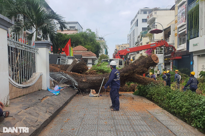 Cây lớn bật gốc trước cổng trường học ở TPHCM, nhiều người bị thương - 3