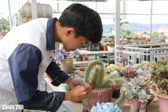Leaving the city to return to his hometown to grow succulents, Dak Nong boy earns hundreds of millions per month - 6