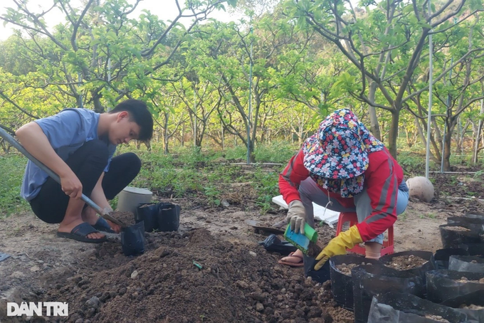 Nông dân bỏ túi hàng trăm triệu đồng mỗi năm nhờ loại quả nhiều mắt - 3