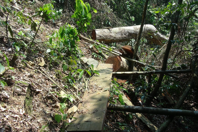 Hàng loạt cây gỗ lớn trong rừng tự nhiên, rừng phòng hộ bị đốn hạ - 1