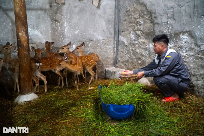 Chàng trai trẻ kiếm trăm triệu đồng mỗi tháng bỏ về quê, mơ làm vua hươu - 3