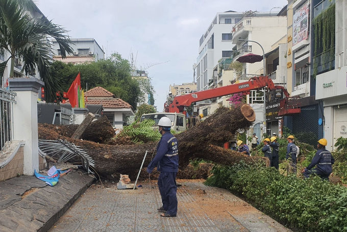 Chặt bỏ cây xanh lâu đời, nhà trường phát hiện sự thật kinh hãi - 7