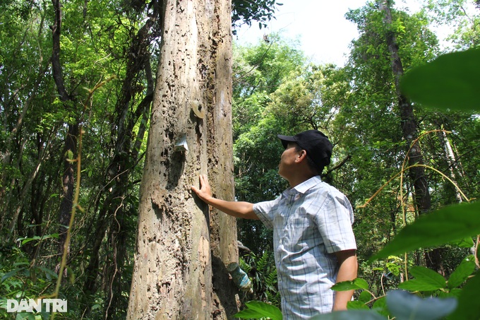 Đau đầu nghĩ cách canh kho gỗ trắc tiền tỷ - 2