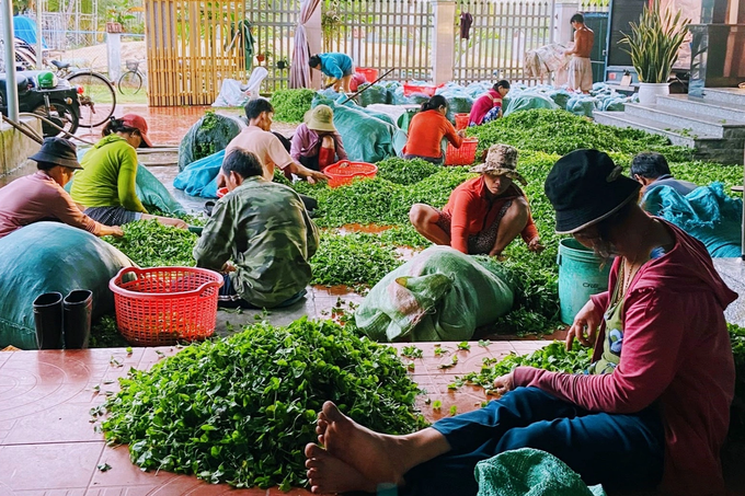 Farmers suddenly changed their lives by growing gotu kola on alum contaminated soil - 3