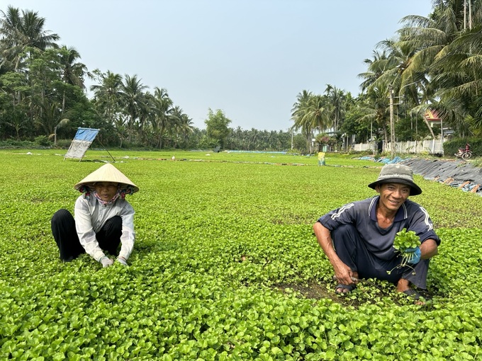 Farmers suddenly changed their lives by growing gotu kola on alum contaminated soil - 2