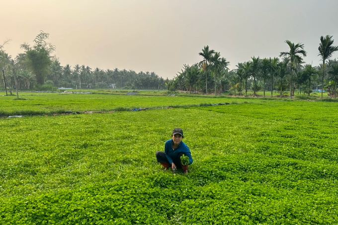 Farmers suddenly changed their lives by growing gotu kola on alum contaminated soil - 1