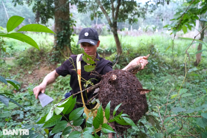 Nghề lạ ở vùng cao nhiều người sợ, kiếm tiền triệu mỗi ngày - 1