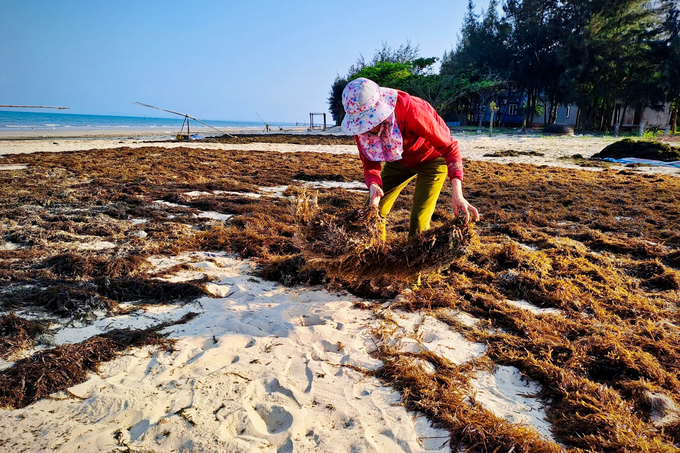 Having a dream season, diving for 2 hours, fishermen have millions - 5