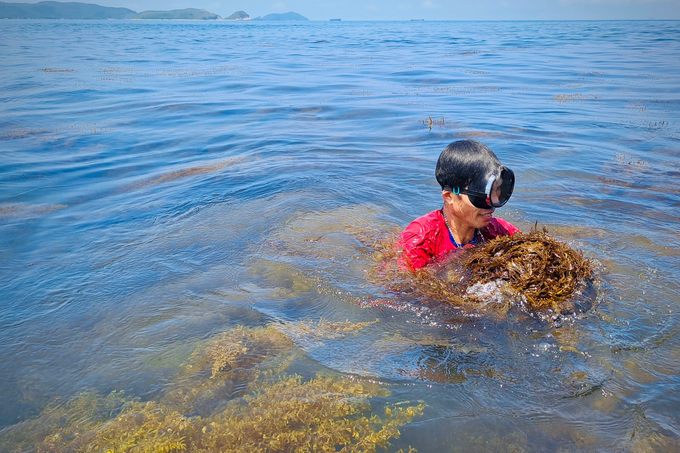 Having a dream season, diving for 2 hours, fishermen have millions - 2