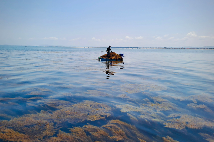 Having a dream season, diving for 2 hours, fishermen have millions - 1