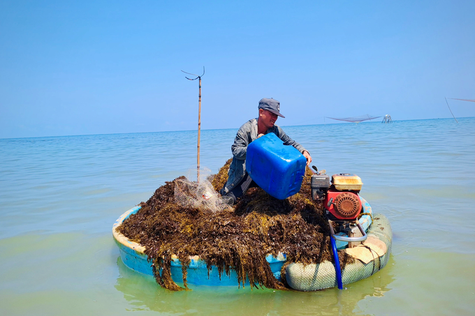 Having a dream season, diving for 2 hours, fishermen have millions - 4