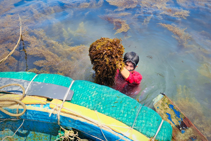 Having a dream season, diving for 2 hours, fishermen have millions - 3